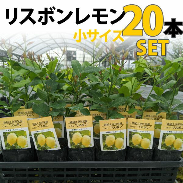 レモン 苗木 リスボン 鉢植え 接ぎ木苗 ポット植え 小 柑橘 果樹 れもん 豪奢な