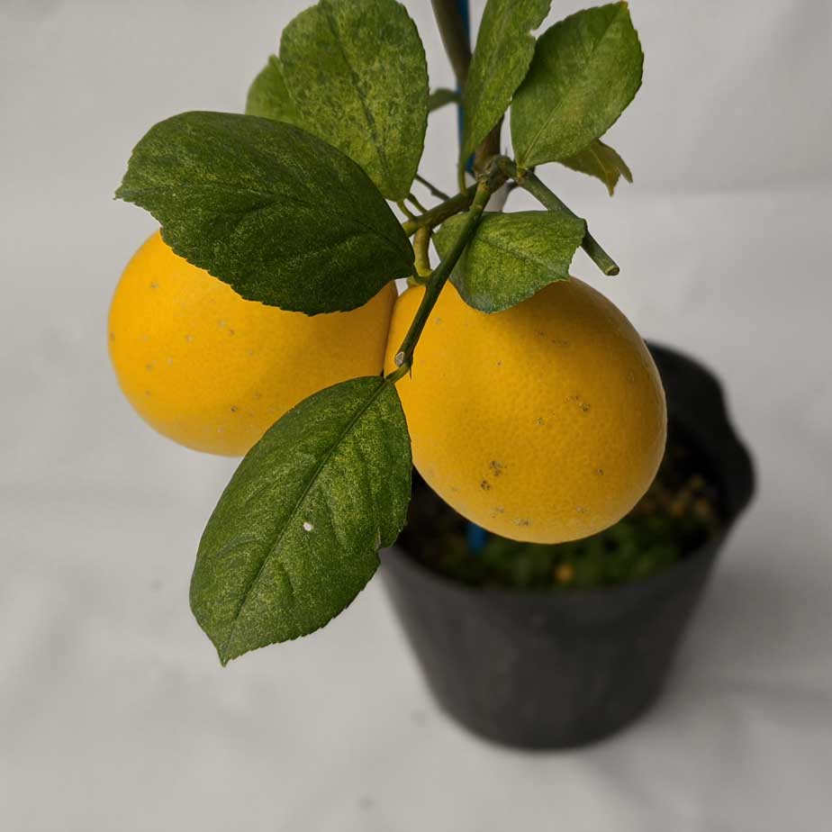 楽天市場 レモン 苗 苗木 マイヤー ベランダで育成 一本でで実がなる 簡単 家庭菜園 檸檬 Lemon 小 柑橘 果樹 れもん かみはる園芸