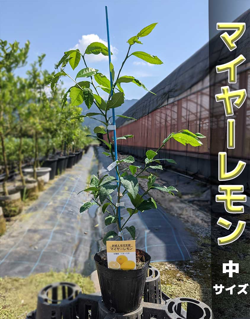 楽天市場 レモン 苗木 スイートレモネード ベランダで育成 鉢植え 接ぎ木苗 ポット植え 中 15cmポット 柑橘 果樹 かみはる園芸