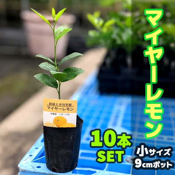 楽天市場 10本セット レモン 苗木 マイヤー ベランダで育成 鉢植え 接ぎ木苗 ポット植え 小 柑橘 果樹 れもん かみはる園芸