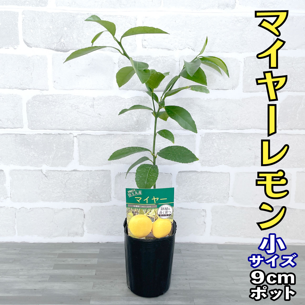 楽天市場】【香酸柑橘系ミカン属】マイヤーレモン（接ぎ木）4号ポット