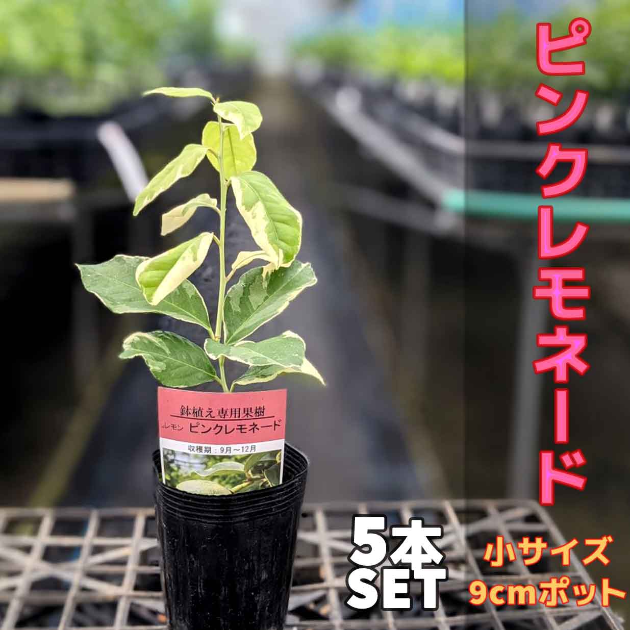 5本セット ピンクレモネード レモン 苗木 鉢植え 接ぎ木苗 ポット植え ベランダで育成 小 9cmポット 果樹 家庭菜園 おしゃれ Sermus Es