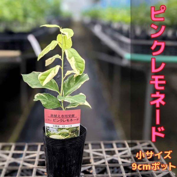 楽天市場】【3本セット】ブラッドオレンジ 苗木 鉢植え 接ぎ木苗 ポット植え【ベランダで育成】［小］9cmポット 柑橘 果樹 家庭菜園 果物 フルーツ  イタリアン おしゃれ : かみはる園芸