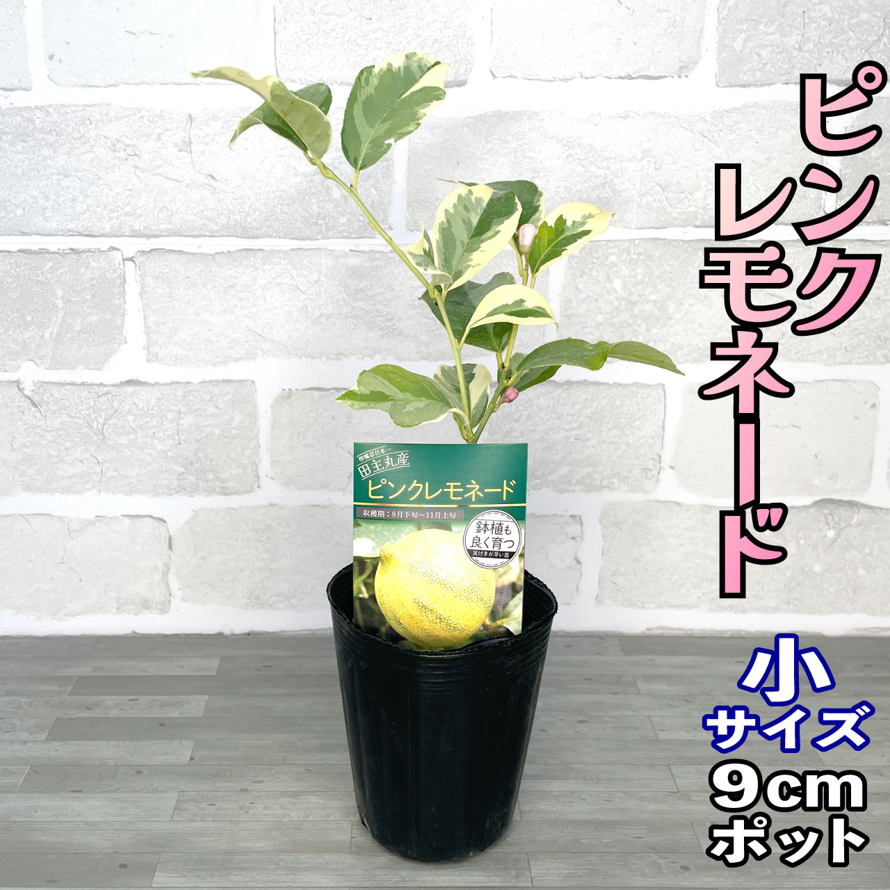 楽天市場】レモン 苗木 トゲなしレモン ビアフランカ [小] 9cmポット 【ベランダで育成】 3号 鉢植え ポット植え 接ぎ木苗 レモンの木 柑橘 とげ無し  棘無し 果樹 家庭菜園 ギフト プレゼント 誕生日 : かみはる園芸