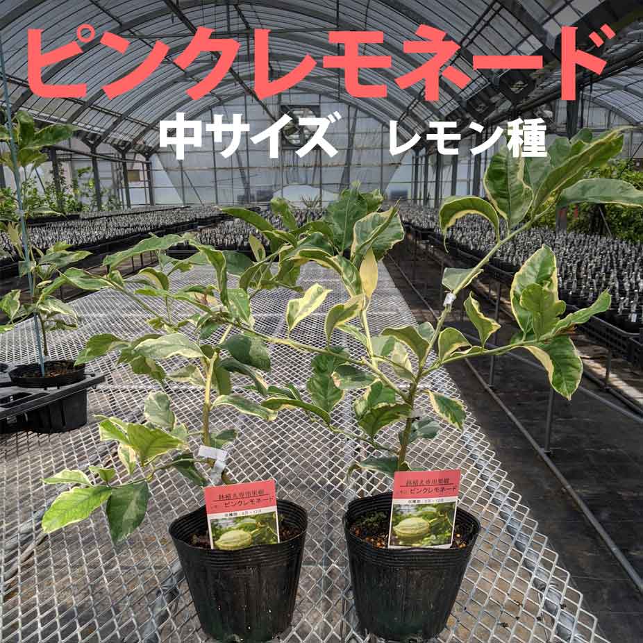 楽天市場 レモン 苗木 スイートレモネード ベランダで育成 鉢植え 接ぎ木苗 ポット植え 中 15cmポット 柑橘 果樹 かみはる園芸