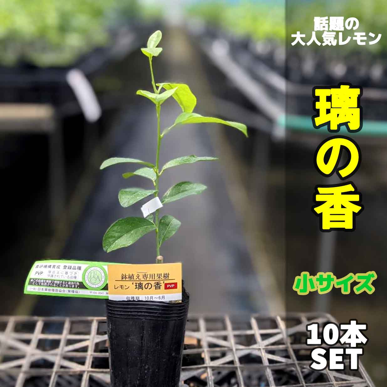 10本セット 璃の香 りのか 苗木 ベランダで育成 鉢植え 接ぎ木苗 ポット植え 小 柑橘 果樹 レモン Elbevet Com