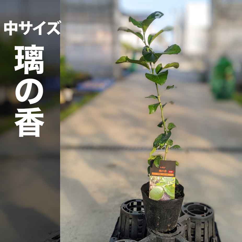 楽天市場 レモン 苗木 マイヤー ベランダで育成 鉢植え 接ぎ木苗 ポット苗 中 柑橘 果樹 れもん かみはる園芸