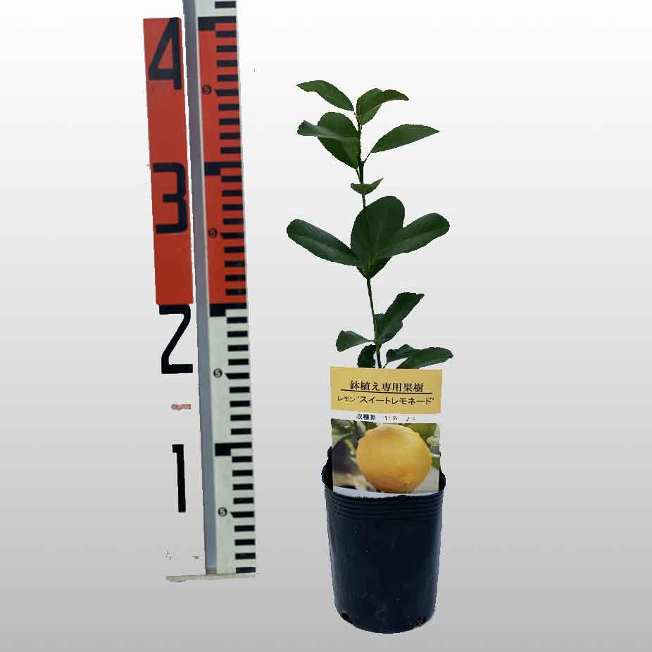 ベランダレモン 小 スイートレモネード 果物の苗物 30本セット 接ぎ木苗 9cmポット 鉢植でマンションやアパートのベランダでも手軽に育られる品種です 寒さにも比較的に強く育てやすいレモンです 日本三大名産地 福岡県田主丸産 小 接ぎ木苗 ベランダ ベランダレモン 小 スイートレモネード 果物の苗物 30本セット 接ぎ木苗 9cmポット 鉢植でマンションやアパートのベランダでも手軽に育られる品種です 寒さにも比較的に強く育てやすいレモンです 日本三大名産地 福岡県田主丸産 小 接ぎ木苗 ベランダ