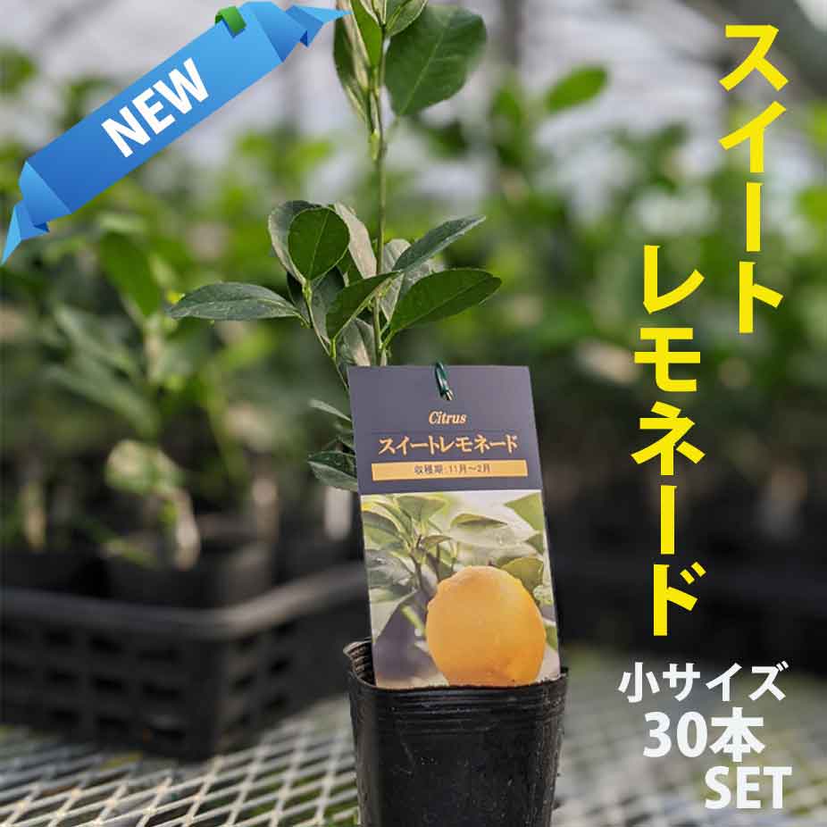 30本セット】 スイートレモネード 苗木 苗木【ベランダで育成 苗物】 鉢植え ［小］ 接ぎ木苗 9cmポット ［小］ 果樹：かみはる園芸【ベランダ レモン】鉢植でマンションやアパートのベランダでも手軽に育られる品種です。寒さにも比較的に強く育てやすいレモンです·日本三 ...