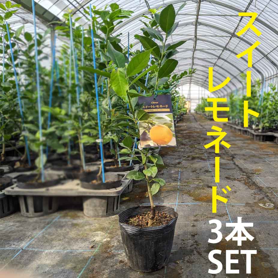 柑橘 ポット植え 鉢植え 苗木 果樹 ポット植え ベランダで育成 鉢植でマンションやアパートのベランダ でも手軽に育られる品種です 寒さにも比較的に強く育てやすいレモンです 日本三大名産地 福岡県田主丸産 3本セット ベランダでスイートレモネード 中 柑橘 ポット植え 鉢植え 苗木 果樹 ポット植え ベランダで育成 鉢植でマンションやアパートのベランダ でも手軽に育られる品種です 寒さにも比較的に強く育てやすいレモンです 日本三大名産地 福岡県田主丸産 3本セット ベランダでスイートレモネード 中