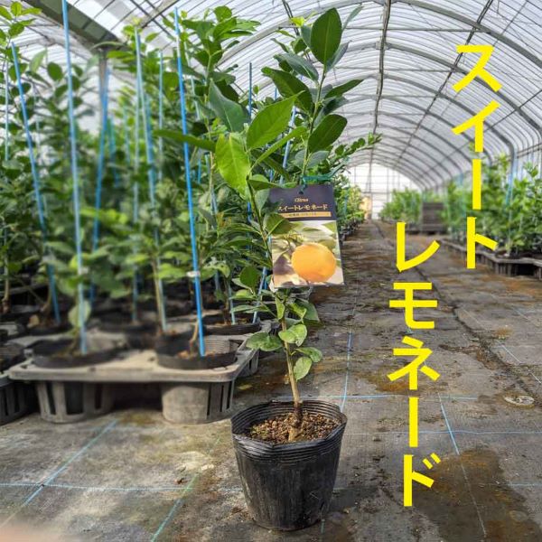 楽天市場 レモン 苗木 スイートレモネード ベランダで育成 鉢植え 接ぎ木苗 ポット植え 中 15cmポット 柑橘 果樹 かみはる園芸