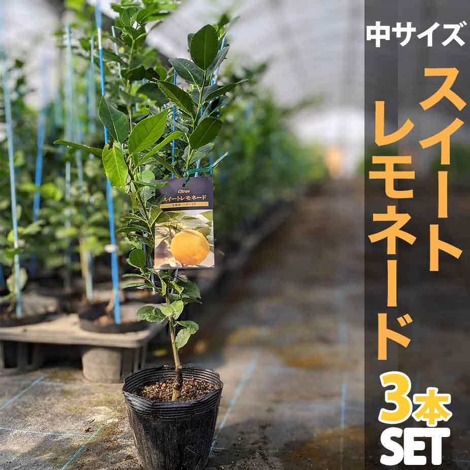 3本セット スイートレモネード 苗木 ベランダで育成 鉢植え 接ぎ木苗 ポット植え 中 柑橘 果樹 レモン ベランダでスイートレモネード 鉢植 でマンションやアパートのベランダでも手軽に育られる品種です 寒さにも比較的に強く育てやすいレモンです 日本三大名産地 福岡県