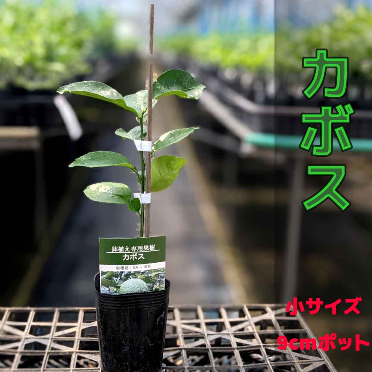 楽天市場 かぼす カボス 苗木 自宅で簡単 鉢植え 接ぎ木苗 ポット植え 小 9cmポット 柑橘 家庭菜園 ベランダで育成 かみはる園芸