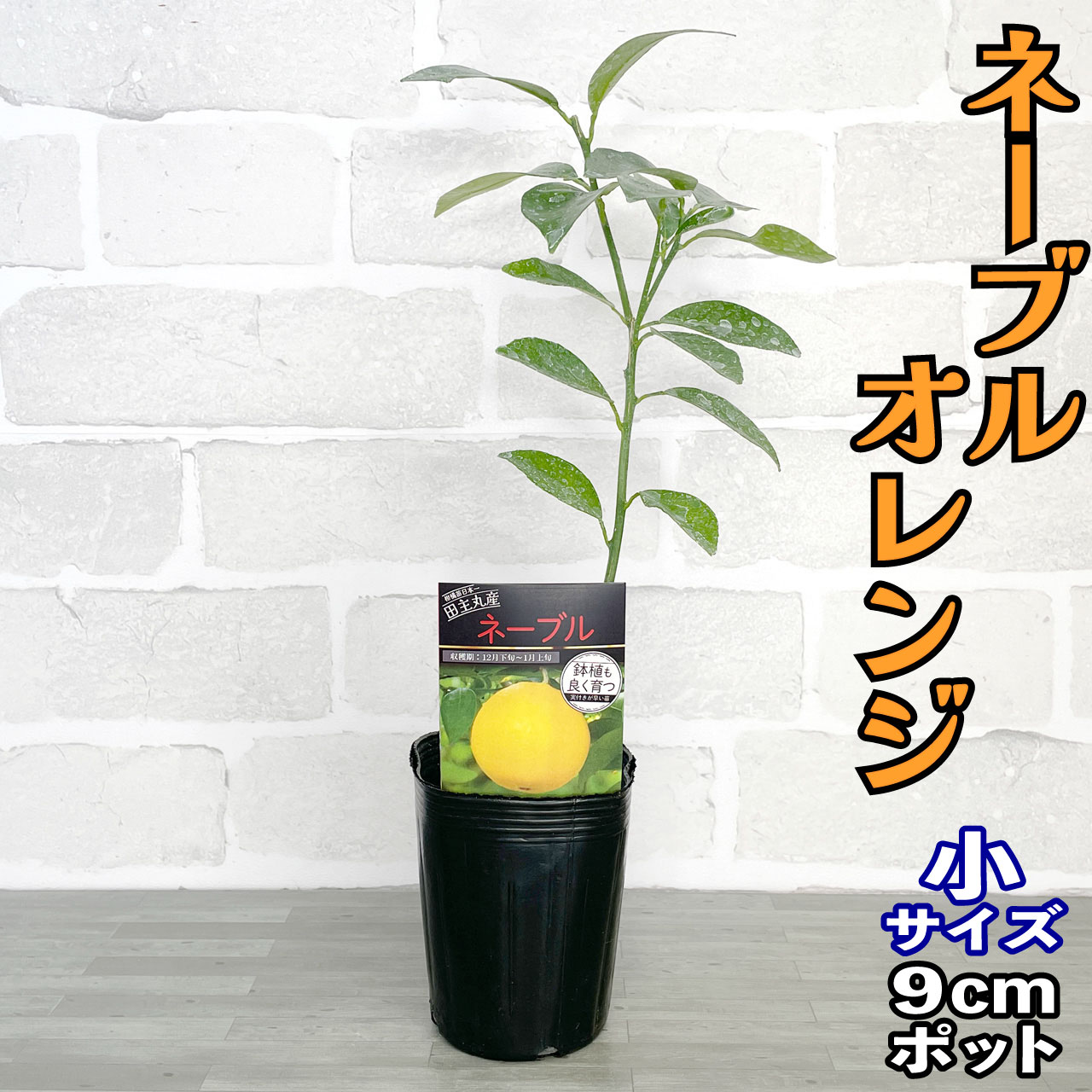 楽天市場】みかん 苗木 スイートスプリング [小] 9cmポット 【ベランダ