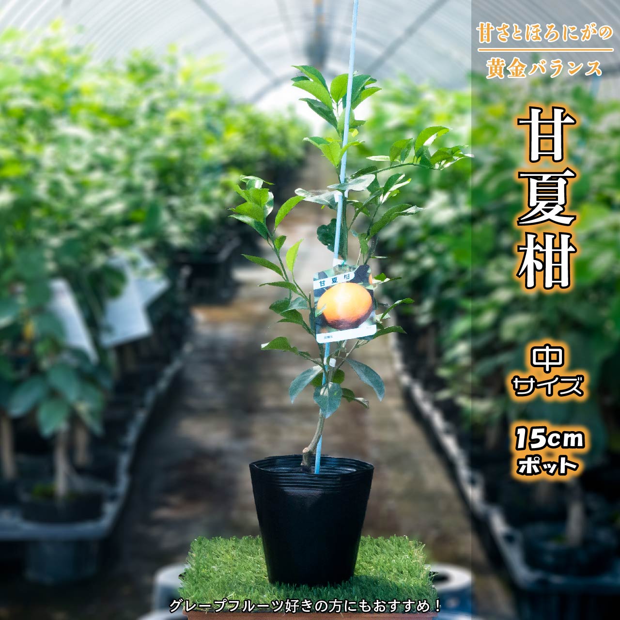 紅甘夏 苗木 果樹 実が沢山付き（この値段は今晩20時まで） 紅甘夏 苗木 果樹 実が沢山付き（この値段は今晩20時まで） 果樹