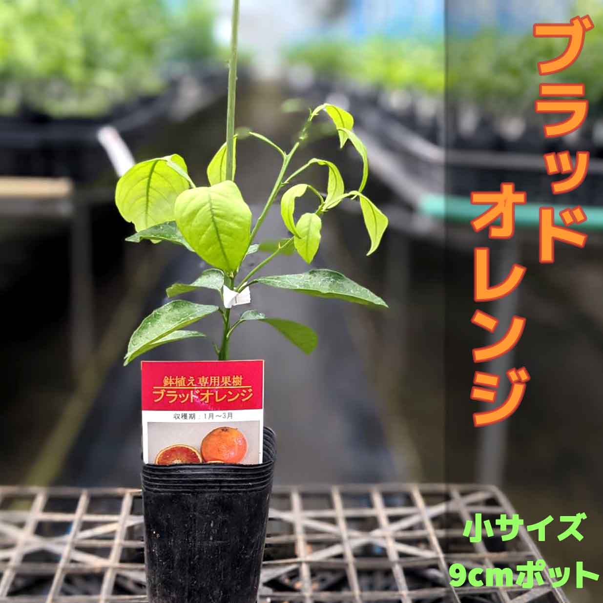 楽天市場】【5本セット】ピンクレモネード レモン 苗木 鉢植え 接ぎ木苗 ポット植え 【ベランダで育成】 ［小］ 9cmポット 果樹 家庭菜園  おしゃれ : かみはる園芸