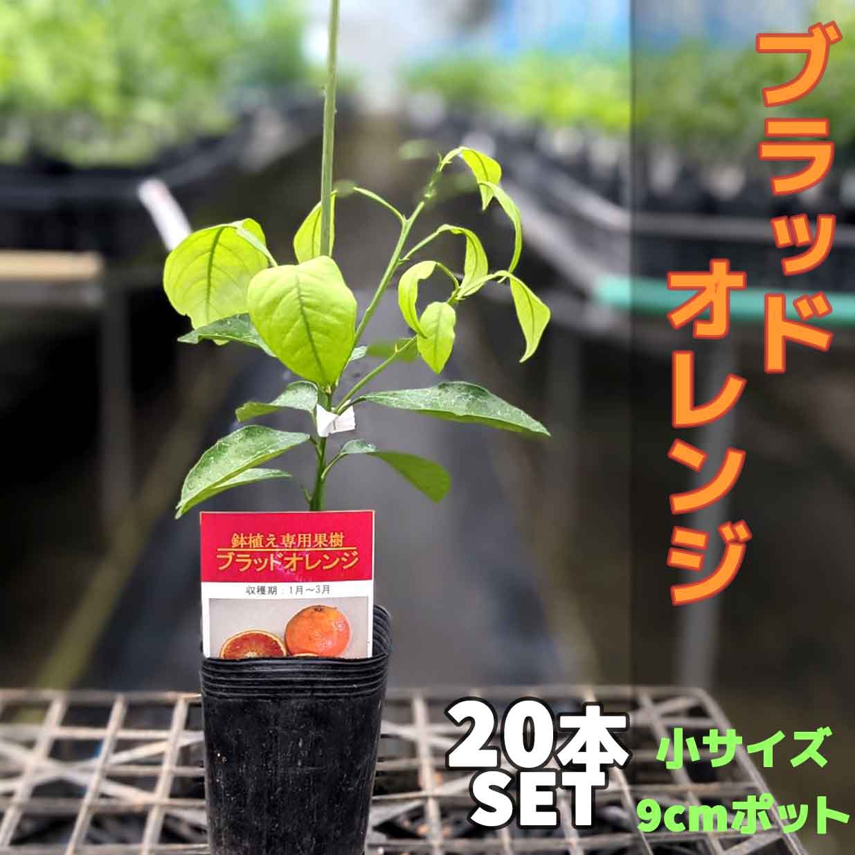 書誌書き割り ブラッドオレンジ 若木 鉢植え 接ぎ木苗 ポット植え ヴェランダで昂揚 小形 9cmポット 柑橘 生り木 身寄り野菜畑 果物 フルーツ イタリアン 格好よい Electrosdiscounts Com