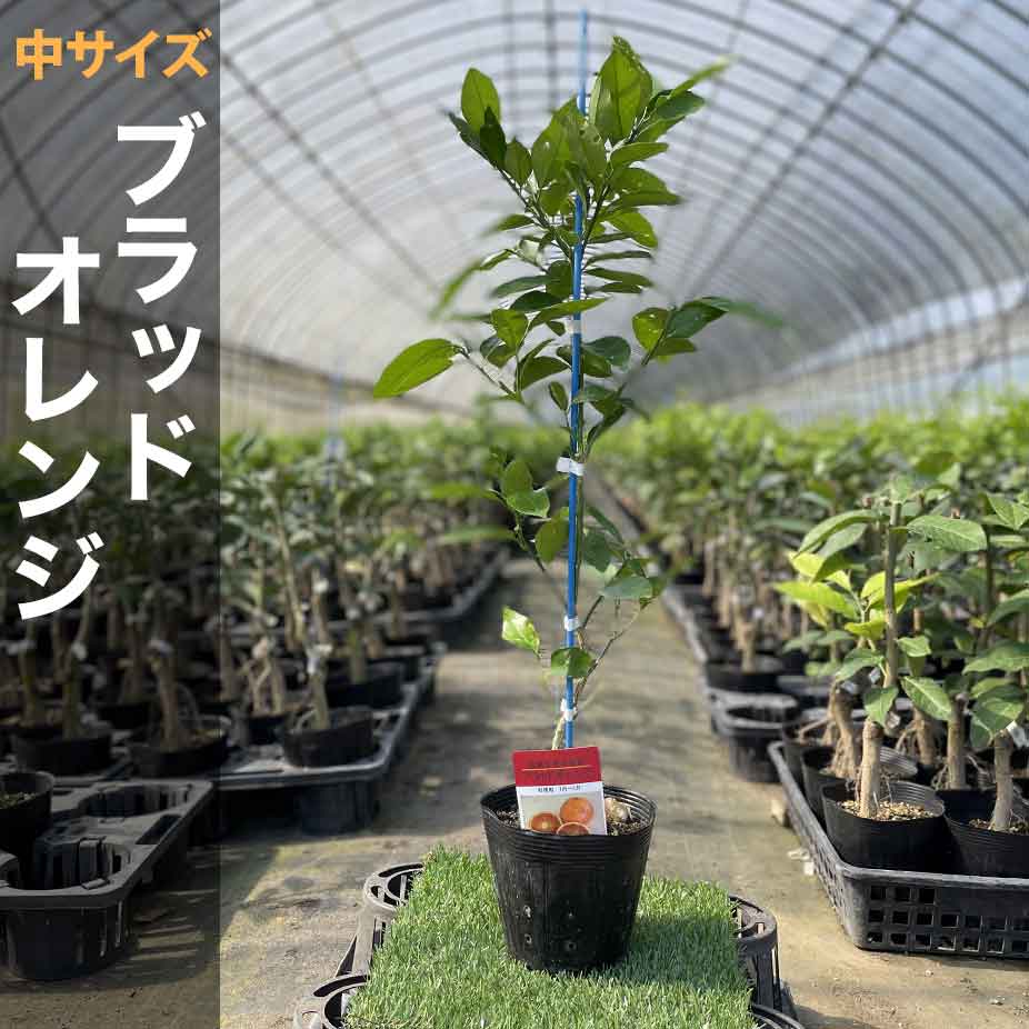 楽天市場】ブラッドオレンジ 苗木【ベランダで育成】２年生苗 鉢植え