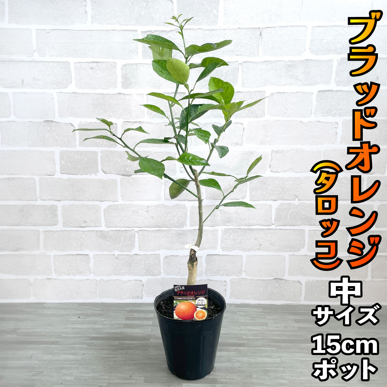 果樹の苗木3鉢セット 高品質 好きな品種が選べる 柑橘系果樹苗 3本セット 樹高90cm
