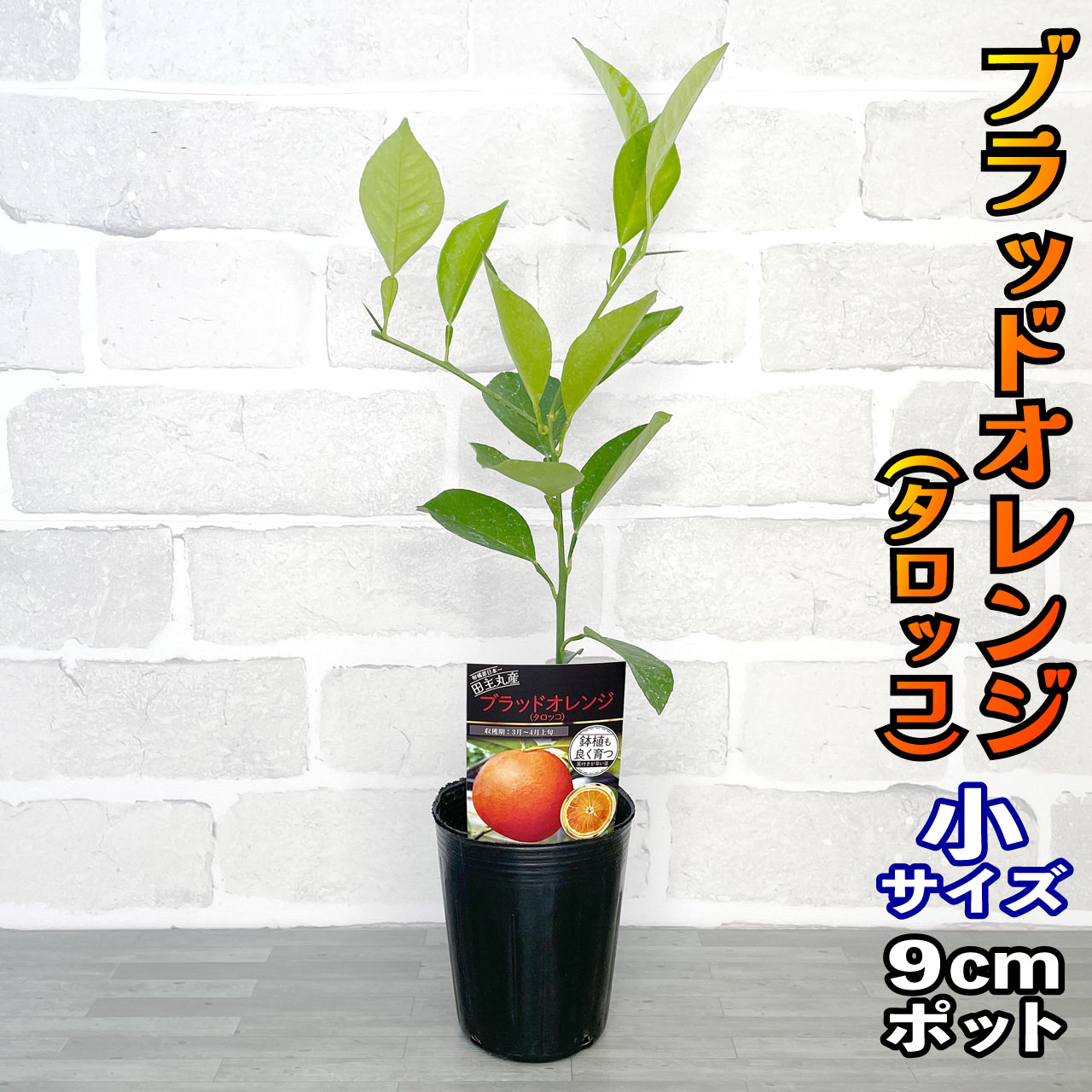 柑橘4年生　ブラッドオレンジ接木苗／タロッコ　樹高120cm 現品撮影 ブラッドオレンジ 苗 【ブラッドオレンジ タロッコ】 1年生