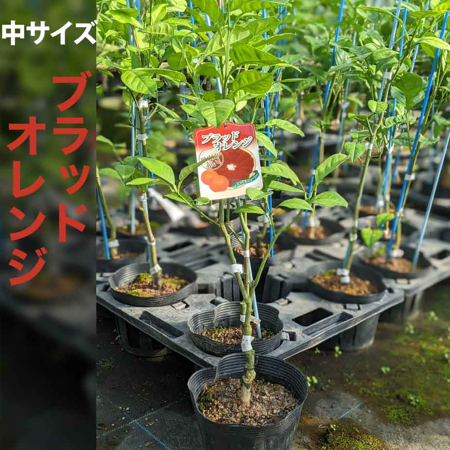 楽天市場 ブラッドオレンジ 苗木 ベランダで育成 鉢植え 接ぎ木苗 ポット植え 小 9cmポット 柑橘 果樹 家庭菜園 果物 フルーツ イタリアン おしゃれ かみはる園芸