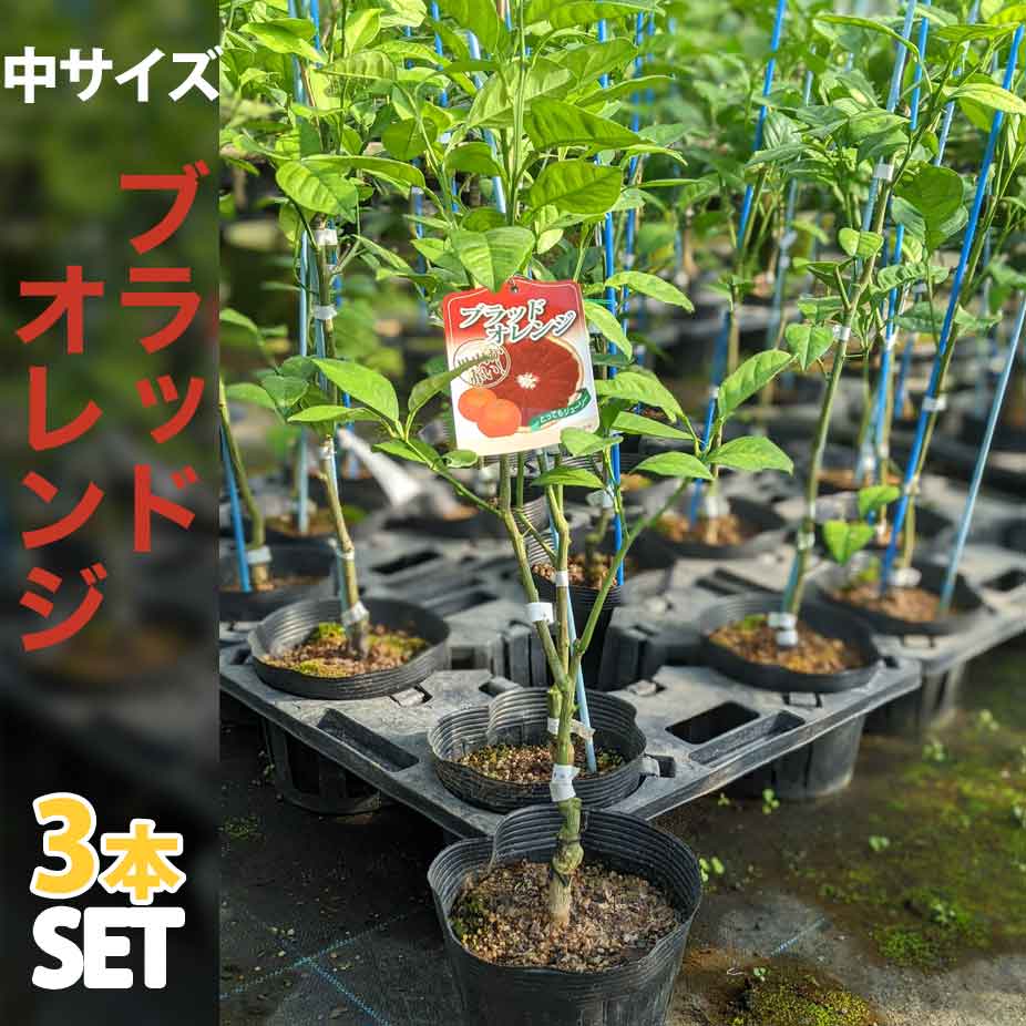 3本セット ブラッドオレンジ 苗木 ベランダで育成 鉢植え 鉢植え 苗木 接ぎ木苗 ポット植え 苗物 中 柑橘 果樹 ぶらっどおれんじ かみはる園芸 ベランダでブラッドオレンジ 鉢植えでマンションやアパートのベランダでもお手軽に育てられる ブラッドオレンジ