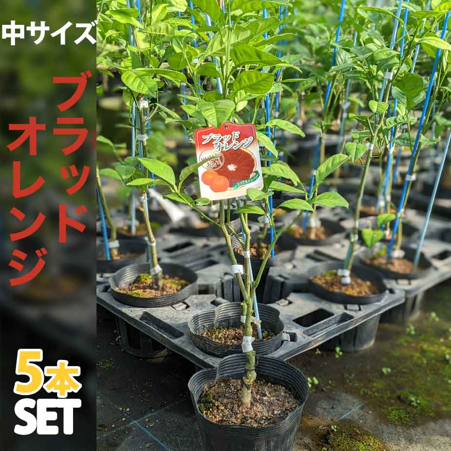 5本セット ブラッドオレンジ 苗木 ベランダで育成 鉢植え 接ぎ木苗 ポット植え 中 柑橘 果樹 ぶらっどおれんじ ベランダでブラッドオレンジ 鉢植えでマンションやアパートのベランダでもお手軽に育てられる ブラッドオレンジの苗木です 日本三大名産地 福岡県田主丸産