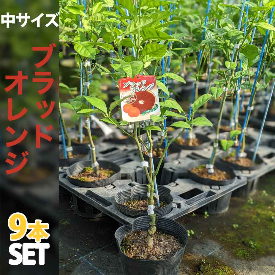 接ぎ木苗 中 ベランダでブラッドオレンジ 苗木 鉢植えでマンションやアパートのベランダでもお手軽に育てられる ブラッドオレンジの苗木です ベランダで育成 日本三大名産地 福岡県田主丸産 9本セット 鉢植え 柑橘 果物の苗物 果樹 ポット植え