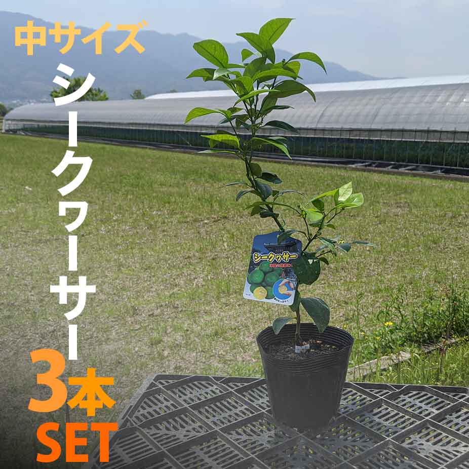 楽天市場 シークワーサー 苗木 ベランダで育成 鉢植え 接ぎ木苗 ポット植え 中 15cmポット 柑橘 果樹 家庭菜園 果物 フルーツ シークァーサー シークヮーサー かみはる園芸