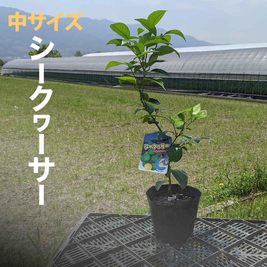 楽天市場 デコポン 不知火 苗木 ベランダで育成 鉢植え 接ぎ木苗 ポット植え 中 15cmポット 柑橘 果樹 家庭菜園 果物 フルーツ 甘い 美味しい しらぬい かみはる園芸