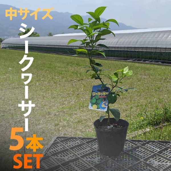 シークワーサー 苗木 鉢植え 接ぎ木苗 ポット植え 中 15cmポット 柑橘 果樹 家庭菜園 果物 フルーツ シークァーサー シークヮーサー 新しく着き