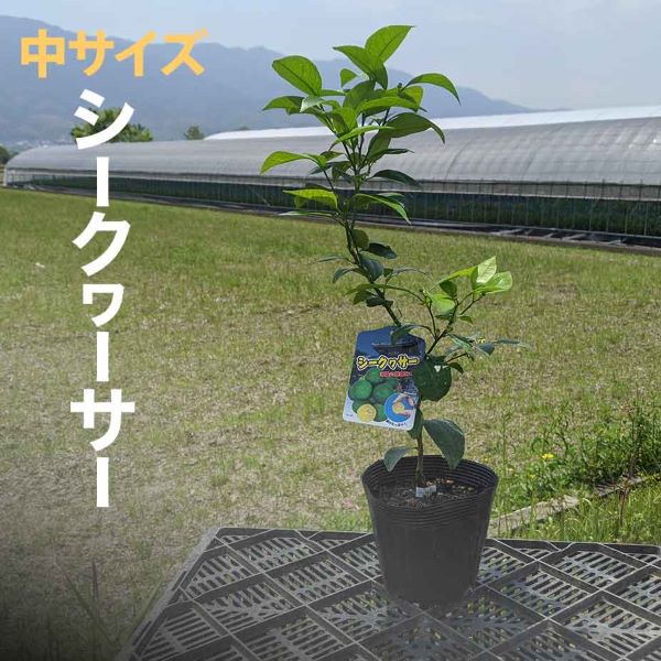 楽天市場 アーモンド 苗木 ダベイ種 おうちでアーモンド栽培 鉢植え 接ぎ木苗 ポット植え 中 15cmポット 落葉苗 家庭菜園 簡単 あーもんど ナッツ かみはる園芸