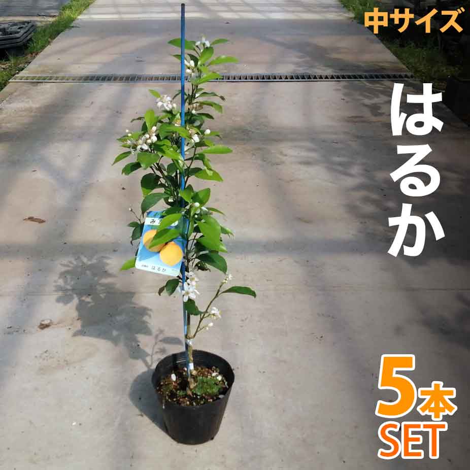 5本セット みかん 苗木 はるか ベランダで育成 鉢植え 接ぎ木苗 5号鉢植え 果樹 みかん ミカン Psicologosancora Es