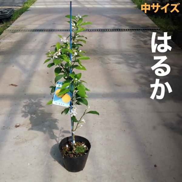 楽天市場】みかん 苗木 ゆら早生 【ベランダで育成】 鉢植え 接ぎ木苗 [小]9cmポット 温州 果樹 ミカン : かみはる園芸