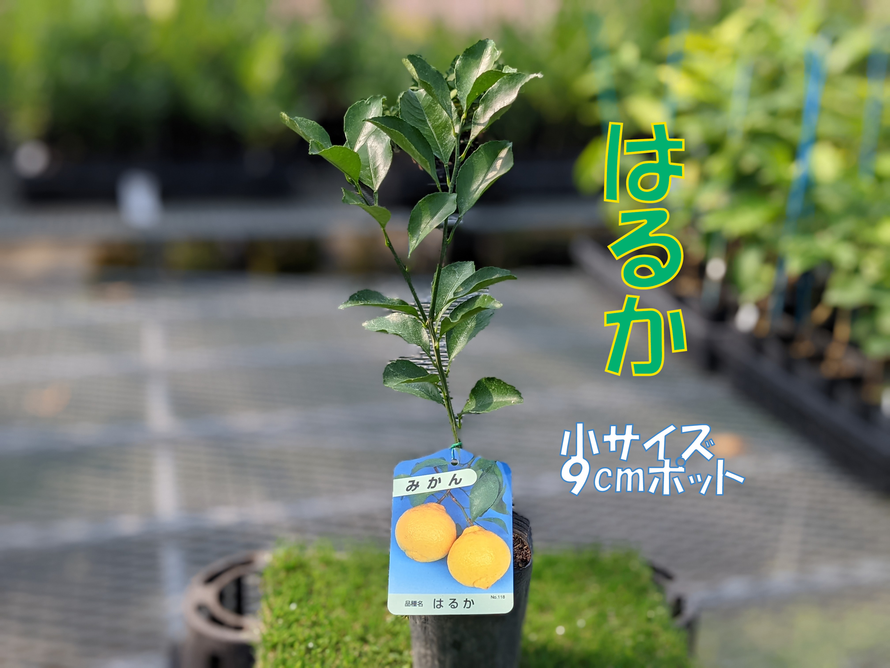 classificados.acheiusa.com - ライム らいむ 苗木 ２年生苗 鉢植え