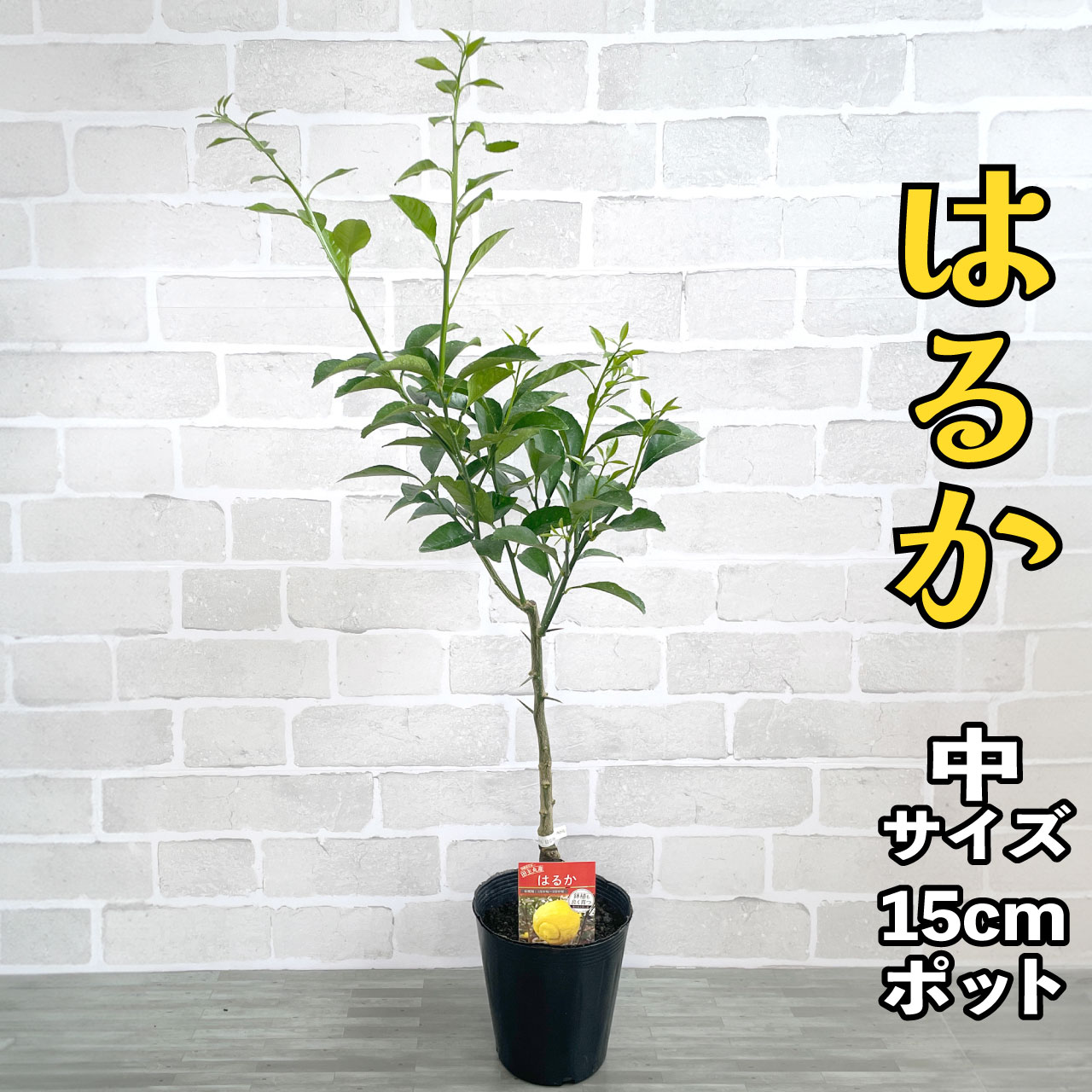 祝天皇、2.22●M-3●長崎のあまーい、はるかみかん●２箱セット A&K ミニS荒神松 丸立て鳥居付き 神棚セット ST-035 雑貨(代引