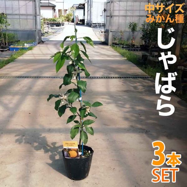 楽天市場】みかん 苗木 小ミカン【家庭菜園】２年生 鉢植え 接ぎ木苗 ポット植え [中]15cmポット 果樹 柑橘 収穫 自宅で簡単小みかん :  かみはる園芸