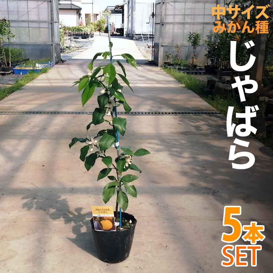 5本セット みかん 苗木 じゃばら 中 ベランダで育成 鉢植え 接ぎ木苗 5号鉢植え 果樹 みかん ミカン Salon Raquet De