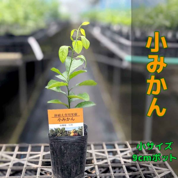 楽天市場】みかん 苗木 ゆら早生 【ベランダで育成】 鉢植え 接ぎ木苗 [小]9cmポット 温州 果樹 ミカン : かみはる園芸