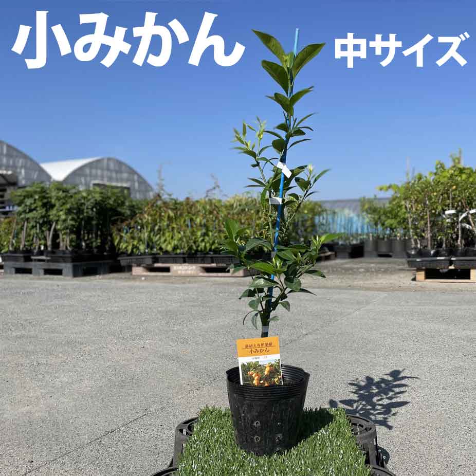 ショッピング 小 自宅で簡単 苗木 鉢植え かぼす ポット植え 家庭菜園 9cmポット 柑橘 ベランダ