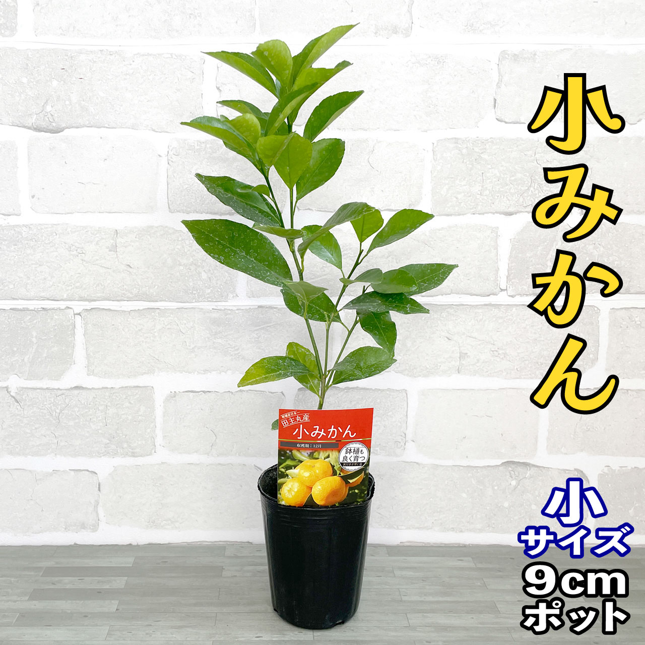 楽天市場】【桜島小みかん】素掘り苗1年生接木苗雑柑※納期指定