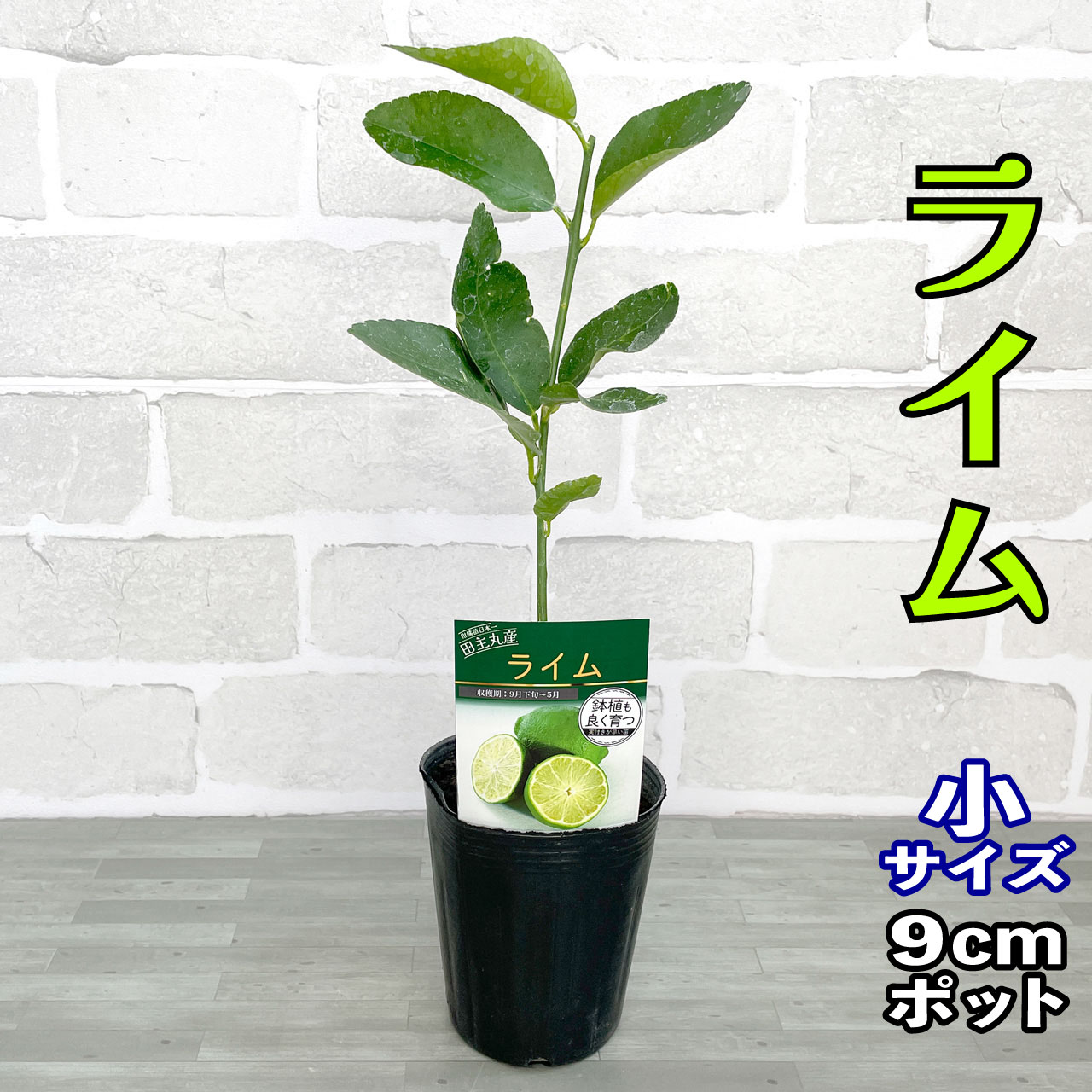 柑橘2種セット　キンカンライム　赤レモン　接木苗 赤レモン＊キンカンライム＊柑橘系＊果樹苗＊接木＊希少種