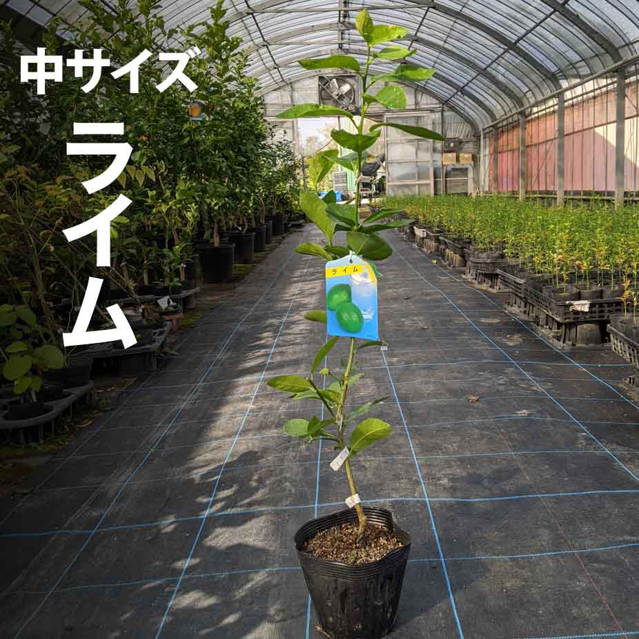 楽天市場 ライム らいむ 苗木 ベランダで育成 鉢植え 接ぎ木苗 ポット植え 中 柑橘 果樹 15cmポット 家庭菜園 簡単 タヒチライム かみはる園芸