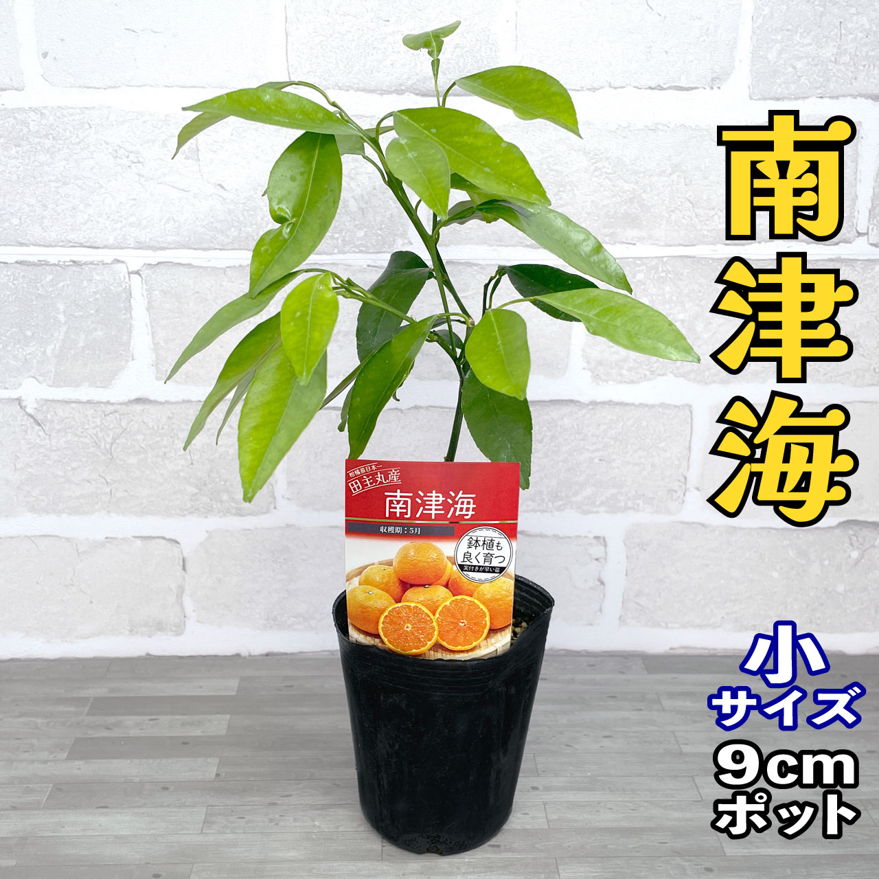楽天市場】温州みかん 苗木 ゆら早生 [小] 9cmポット 【ベランダ