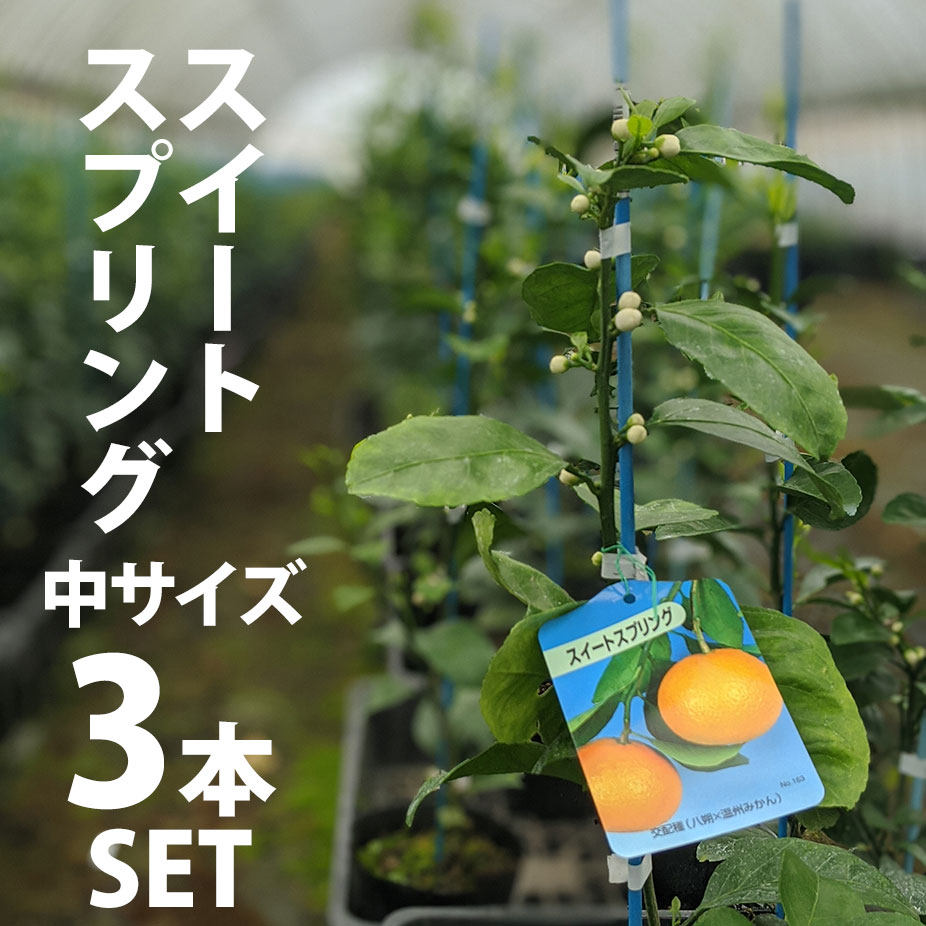 ベランダで育成 3本セット お庭でみかん 果物の苗物 果樹 かみはる園芸 中 鉢植え スイートスプリング 鉢植え ポット植え ポット植え みかん 果皮が硬く果汁の多い オレンジの様なスイートスプリング ベランダやお庭で育ててみませんか 接ぎ木苗 苗木