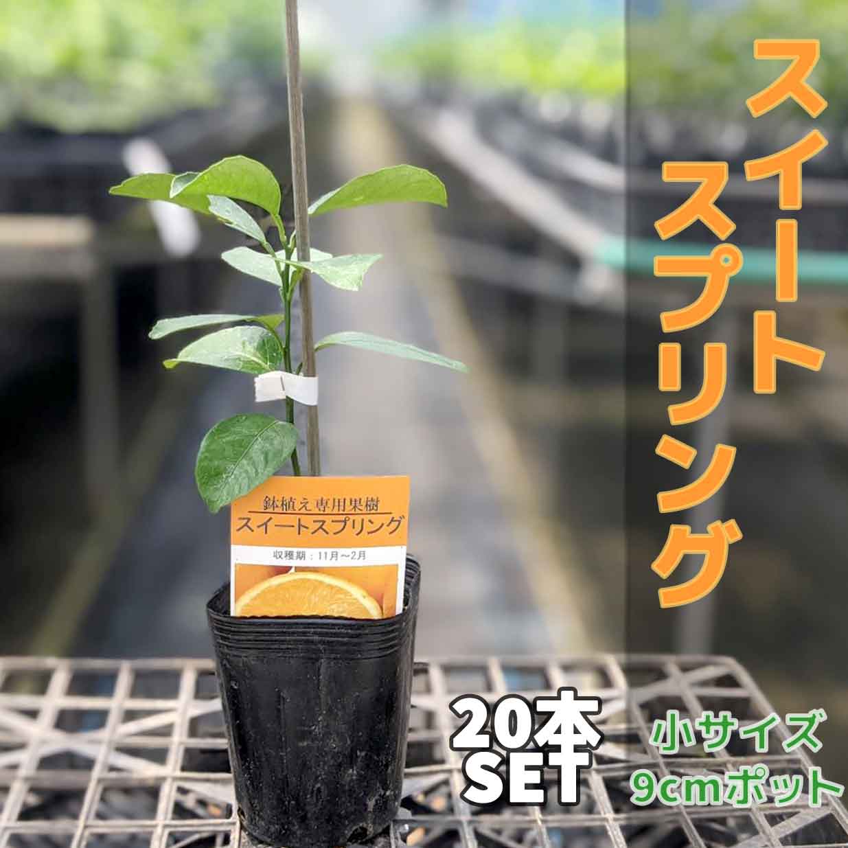 本セット みかん スイートスプリング 苗木 ベランダで育成 鉢植え 接ぎ木苗 9cmポット 小 果樹 Sandjfisheries Co Uk