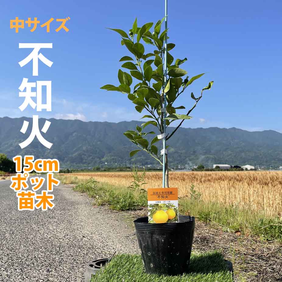 楽天市場】みかん 苗木 【デコポン 不知火】 2年生接木苗 【予約