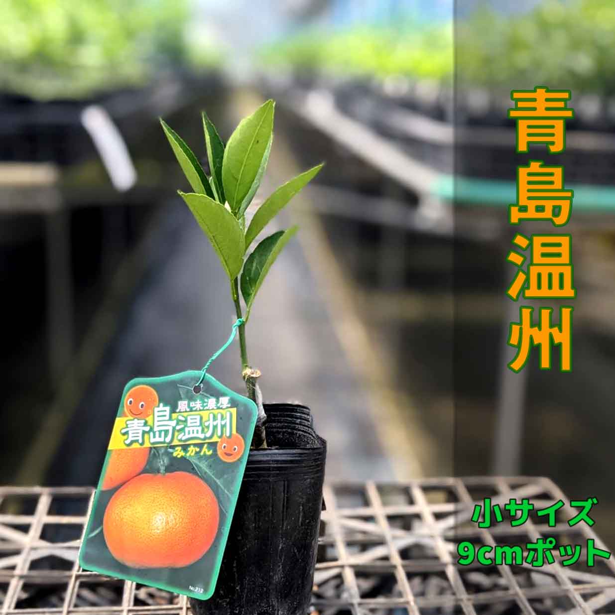 みかん ポット植え 鉢植え 自宅のお庭でもお手軽に育てられる 果実も大実で ジュースとしても 保存性にも優れた品種です 日本三大名産地 福岡県田主丸産 苗木 テラスでみかん栽培 30本セット ベランダで育成 柑橘 小 ポット植え 果物の苗物 9cm