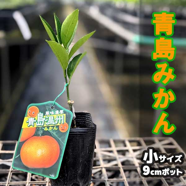 楽天市場】みかん 苗木 ゆら早生 【ベランダで育成】 鉢植え 接ぎ木苗 [小]9cmポット 温州 果樹 ミカン : かみはる園芸