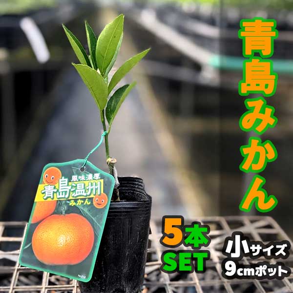 みかん 苗木 青島温州鉢植え 接ぎ木苗 ポット植え 小 9cmポット 柑橘 果樹 果物 家庭菜園 温州みかん ミカン 新作 人気